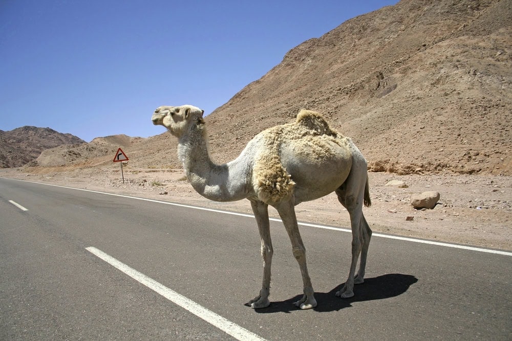 Bizarre Verkehrsprognosen in der Welt